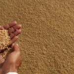 رجل يحمل حفنة من بذور الجرجير
