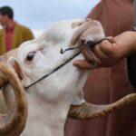 شخص يحمل خروفًا بفناء لتفقد صحته