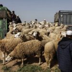 مجموعة من الأكباش في سوق الأضاحي استعداداً لعيد الأضحى.