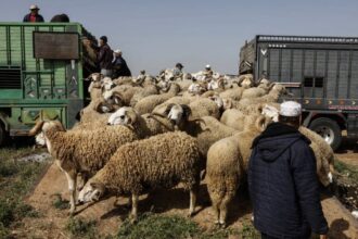 مجموعة من الأكباش في سوق الأضاحي استعداداً لعيد الأضحى.