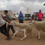 خرفان في سوق للماشية بالمغرب