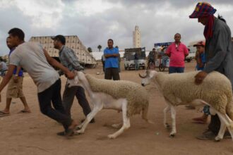 خرفان في سوق للماشية بالمغرب