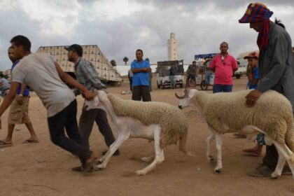خرفان في سوق للماشية بالمغرب