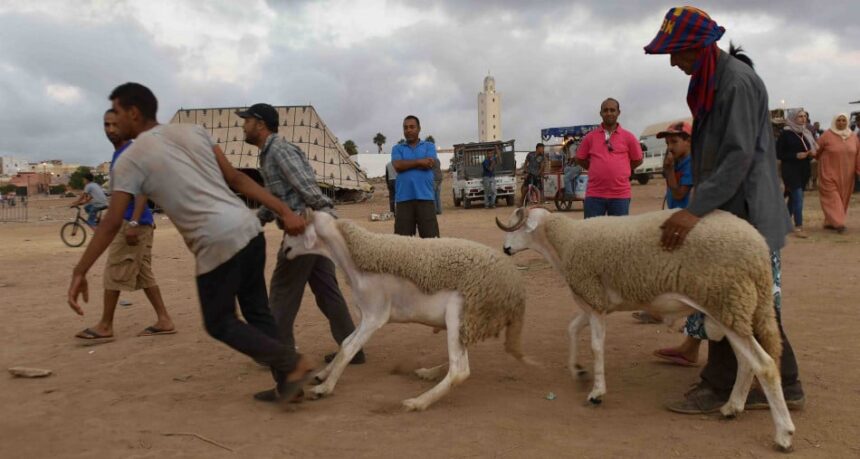 خرفان في سوق للماشية بالمغرب