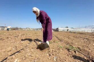 شابة فلسطينية تعمل في زراعة القمح وسط الدمار