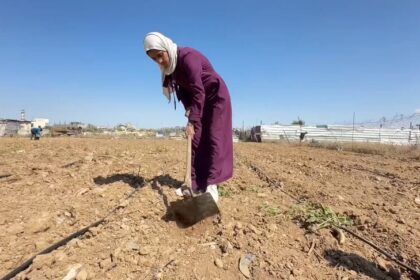 شابة فلسطينية تعمل في زراعة القمح وسط الدمار