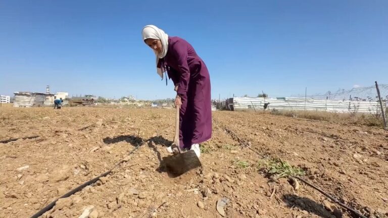 شابة فلسطينية تعمل في زراعة القمح وسط الدمار