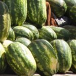 كمية كبيرة من البطيخ الأحمر في سوق مغربي