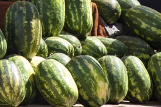 كمية كبيرة من البطيخ الأحمر في سوق مغربي