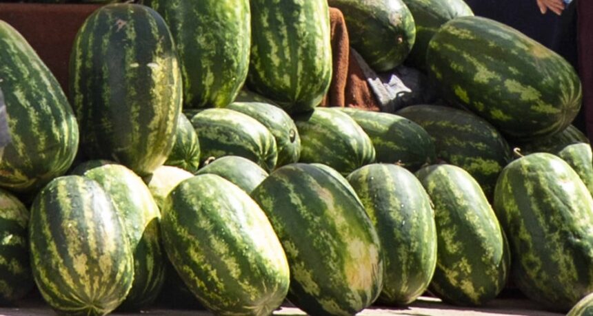 كمية كبيرة من البطيخ الأحمر في سوق مغربي