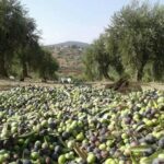 حبات الزيتون الخضراء والبنفسجية مكدسة في حاوية