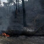 سجل خشبي يحترق في غابة مشتعلة