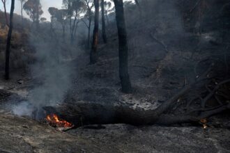 سجل خشبي يحترق في غابة مشتعلة