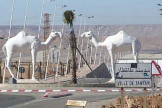 تمثال لجملين يسيران في الصحراء