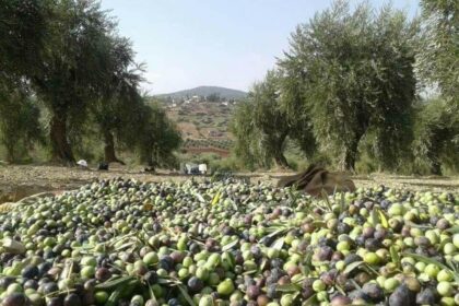 شجرة زيتون مورقة ومثمرة بزيتون أخضر وأسود.