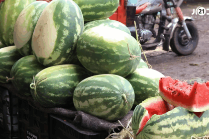 مجموعة من ثمار البطيخ الأحمر الطازج والمرصوصة بشكل منظم