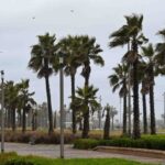 نخيل وممشى في يوم ممطر