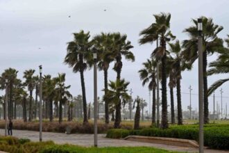 نخيل وممشى في يوم ممطر