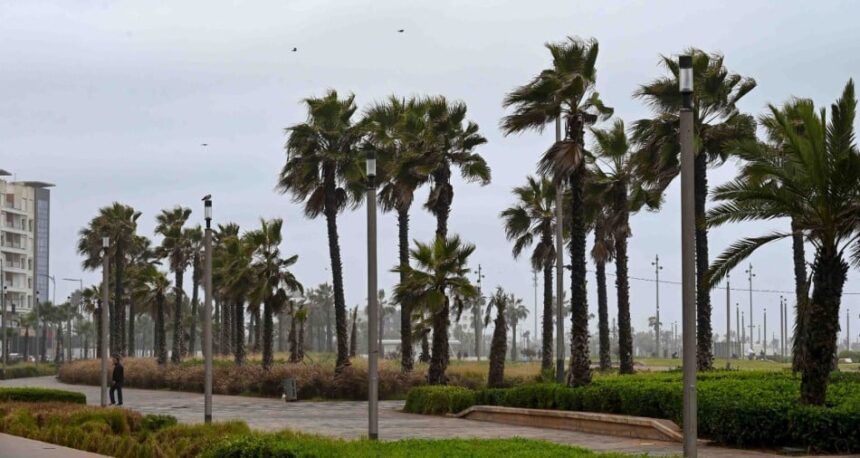 نخيل وممشى في يوم ممطر