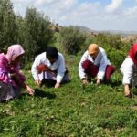 نساء يعملن على فرز الأعشاب في دمنات