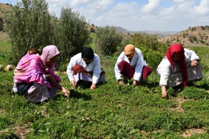 نساء يعملن على فرز الأعشاب في دمنات