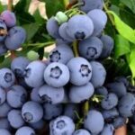 أيدي تحمل توت أزرق طازج وناضج